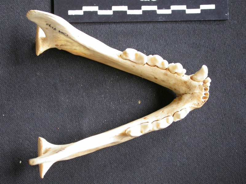 Mandibules (7426 visites) Acinonyx jubatus - Femelle - AdulteCollection : Kabete laboratoire (Id:OM4193) - Pays : Kenya
Mandibules