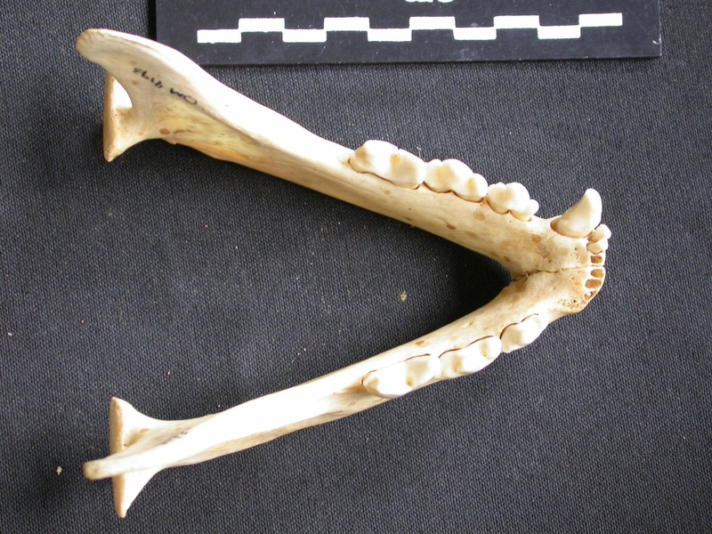 Mandibules