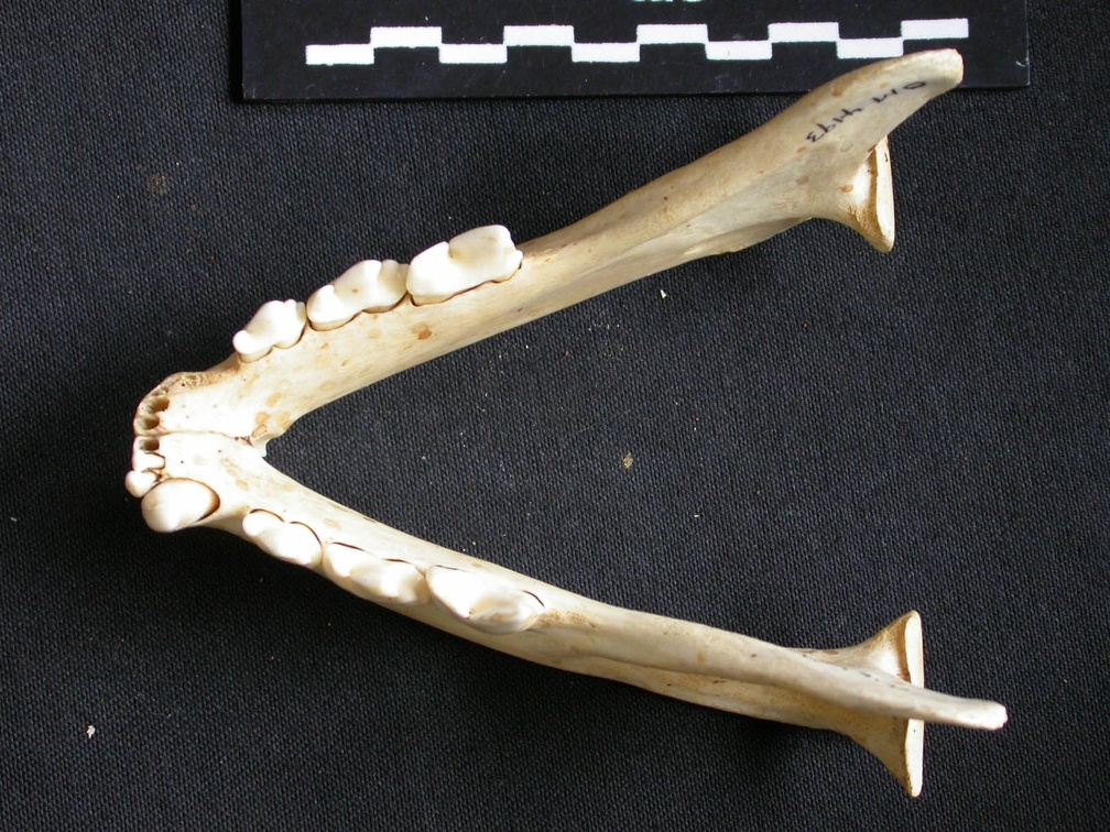 Mandibules (7377 visites) Acinonyx jubatus - Femelle - AdulteCollection : Kabete laboratoire (Id:OM4193) - Pays : Kenya
Mandibules