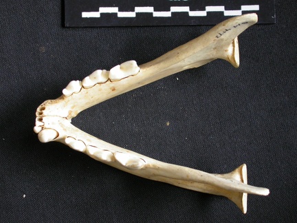  Mandibles