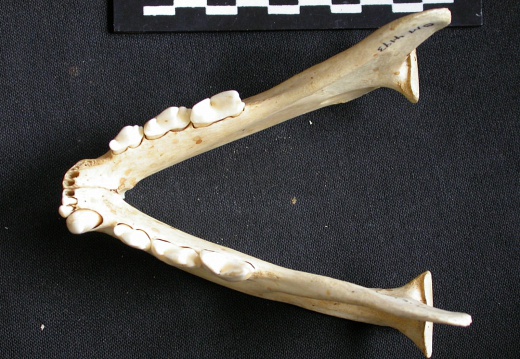  Mandibles