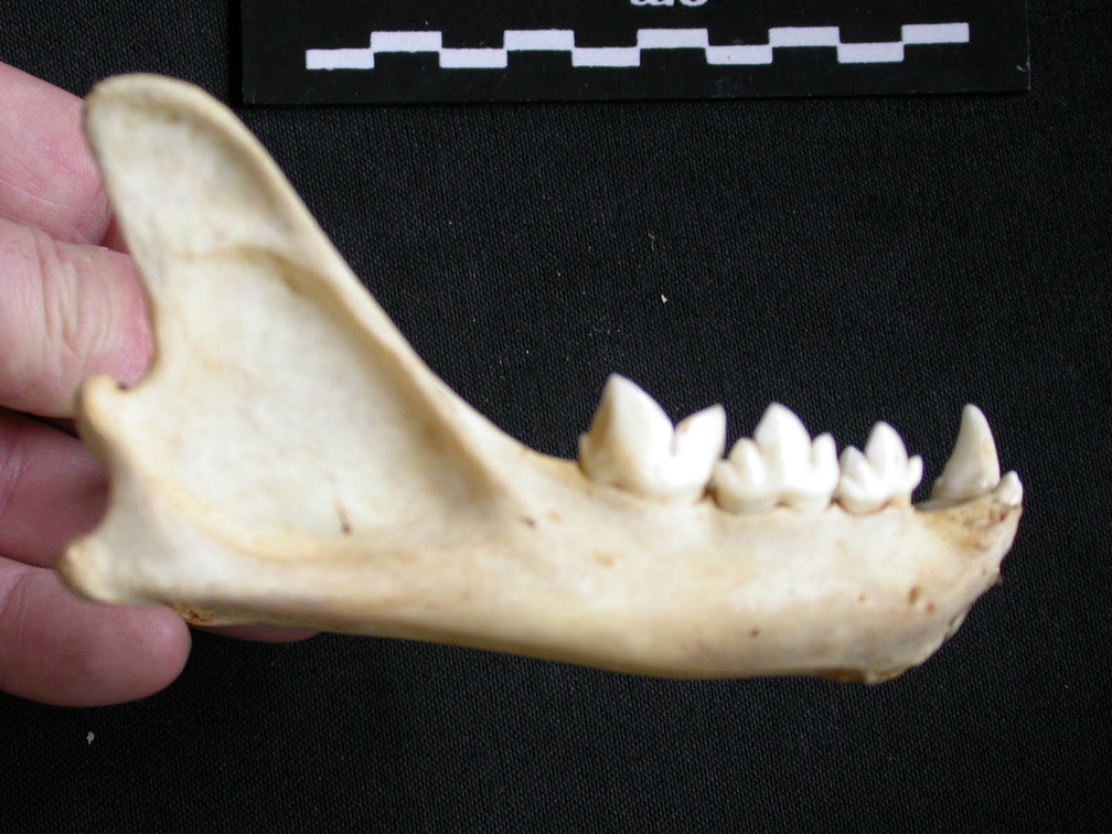 Mandibule (7547 visites) Acinonyx jubatus - Femelle - Adulte - Élément droitCollection : Kabete laboratoire (Id:OM4193) - P... Mandibule
