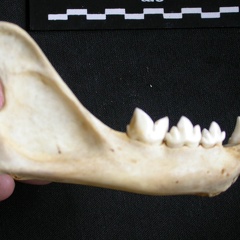 Mandibule (7541 visites) Acinonyx jubatus - Femelle - Adulte - Élément droitCollection : Kabete laboratoire (Id:OM4193) - P... Mandibule