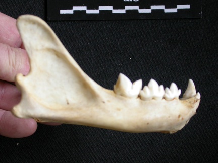 Mandibule (7550 visites) Acinonyx jubatus - Femelle - Adulte - Élément droitCollection : Kabete laboratoire (Id:OM4193) - P... Mandibule