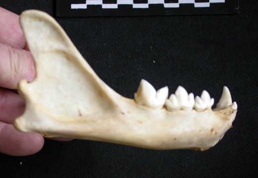 Mandible