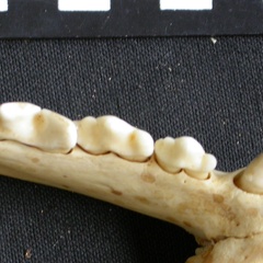 Dentition inférieure (7465 visites) Acinonyx jubatus - Femelle - Adulte - Élément gaucheCollection : Kabete laboratoire (Id:OM4193) - ... Dentition inférieure