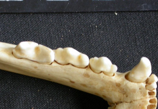 Lower teeth