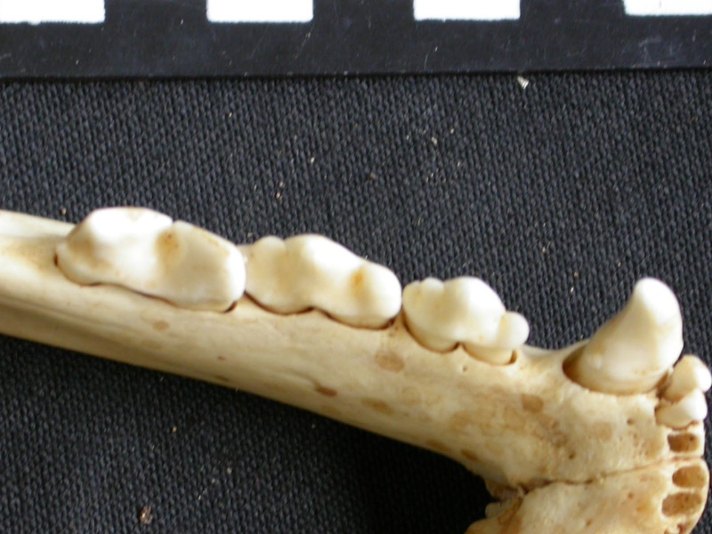 Dentition inférieure (7473 visites) Acinonyx jubatus - Femelle - Adulte - Élément gaucheCollection : Kabete laboratoire (Id:OM4193) - ... Dentition inférieure