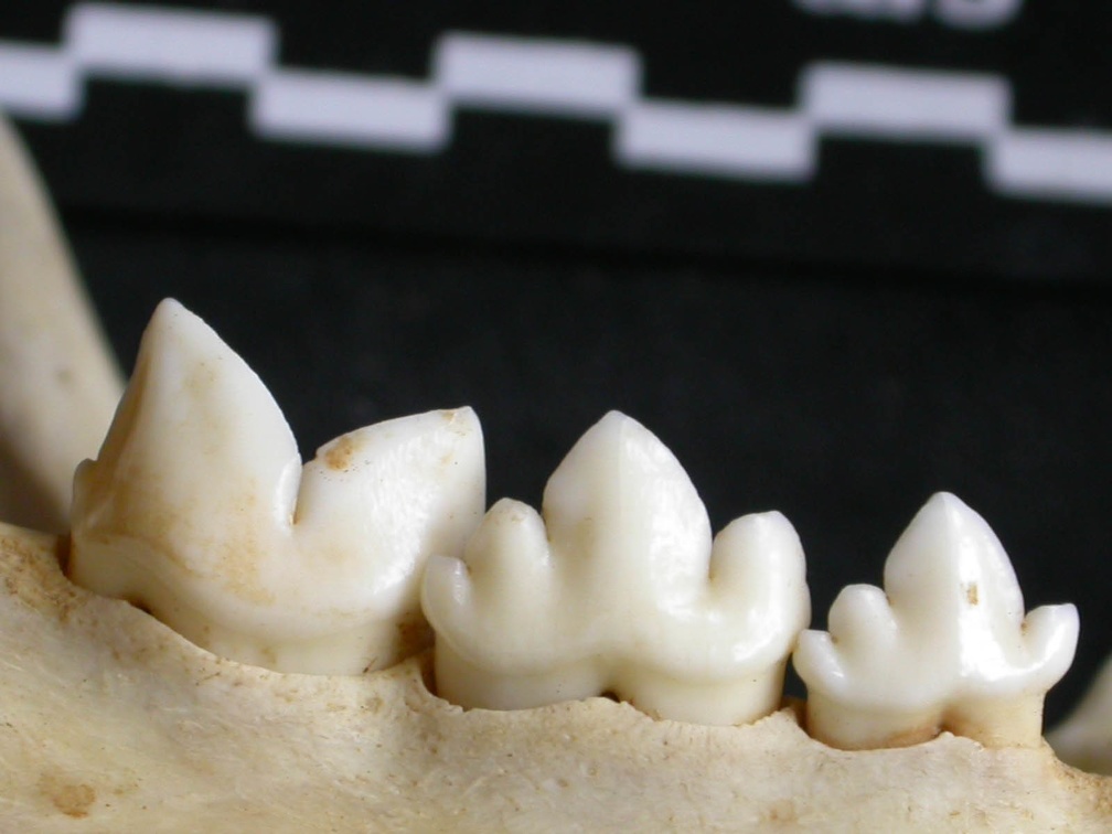 Dentition inférieure (7283 visites) Acinonyx jubatus - Femelle - AdulteCollection : Kabete laboratoire (Id:OM4193) - Pays : Kenya
Dentition inférieure