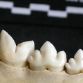 Dentition inférieure (7286 visites) Acinonyx jubatus - Femelle - AdulteCollection : Kabete laboratoire (Id:OM4193) - Pays : Kenya
Dentition inférieure