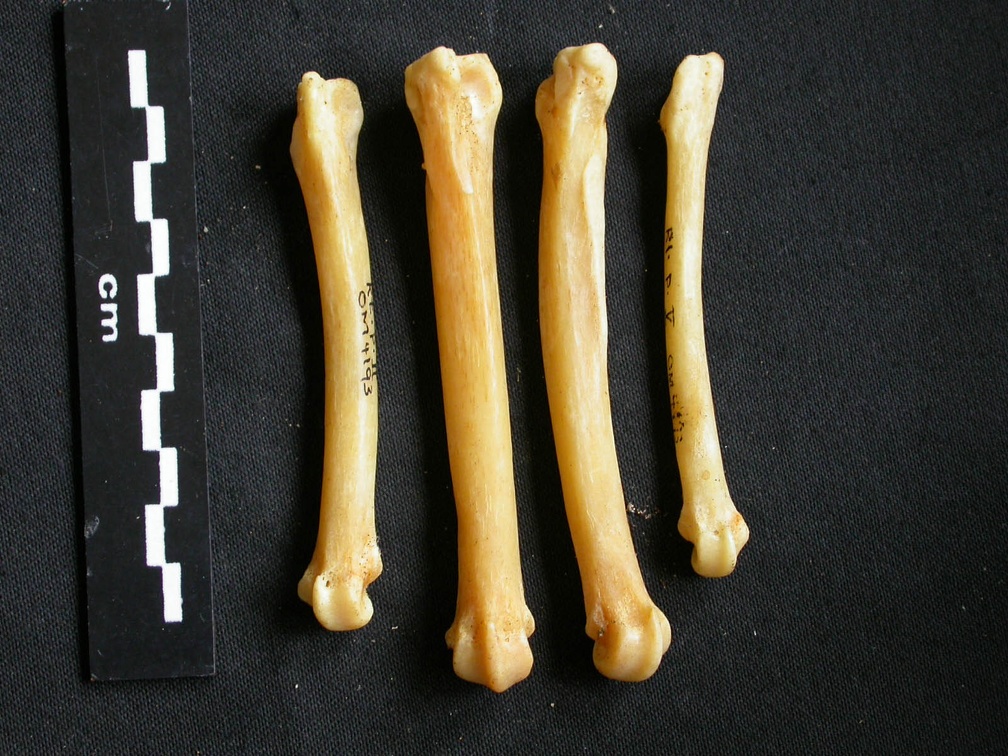 Métatarsiens (9207 visites) Acinonyx jubatus - Femelle - Adulte - Éléments droitsCollection : Kabete laboratoire (Id:OM4193) -... Métatarsiens