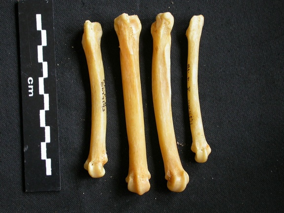 Metatarsals (9461 visits) Acinonyx jubatus - Female - Adult - Right elementsCollection: Kabete laboratory (Id:OM4193) - Countr... Metatarsals