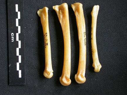 Metatarsianos (9128 visitas) Acinonyx jubatus - Hembra - Adulta - Elementos derechosColección : Katebe laboratorio (Id:OM4193) -... Metatarsianos