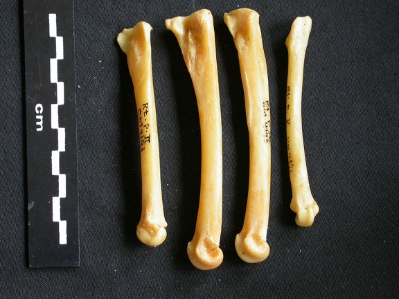 Metatarsals (9398 visits) Acinonyx jubatus - Female - Adult - Right elementsCollection: Kabete laboratory (Id:OM4193) - Countr... Metatarsals