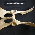 Pelvis (10760 visites) Acinonyx jubatus - Femelle - AdulteCollection : Kabete laboratoire (Id:OM4193) - Pays : Kenya
Pelvis