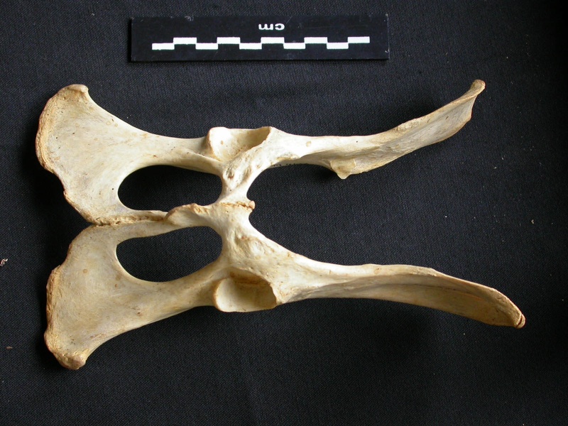 Pelvis (10776 visites) Acinonyx jubatus - Femelle - AdulteCollection : Kabete laboratoire (Id:OM4193) - Pays : Kenya
Pelvis
