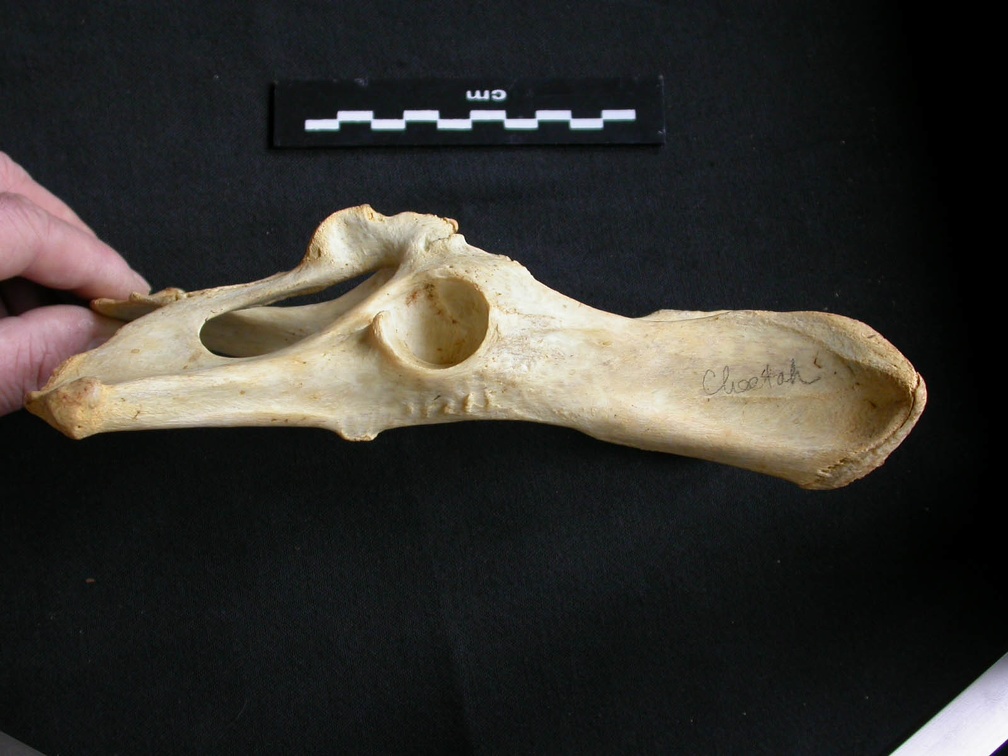 Coxal (11057 visites) Acinonyx jubatus - Femelle - Adulte - Élément gaucheCollection : Kabete laboratoire (Id:OM4193) - ... Coxal