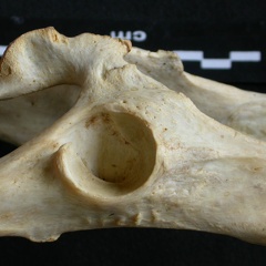 Coxal : acétabulum (10507 visites) Acinonyx jubatus - Femelle - Adulte - Élément gaucheCollection : Kabete laboratoire (Id:OM4193) - ... Coxal : acétabulum