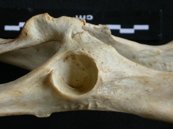 Coxal: acetabulum (10789 visits) Acinonyx jubatus - Female - Adult - Left elementCollection: Kabete laboratory (Id:OM4193) - Country:... Coxal: acetabulum