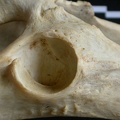 Coxal : acétabulum (11031 visites) Acinonyx jubatus - Femelle - Adulte - Élément gaucheCollection : Kabete laboratoire (Id:OM4193) - ... Coxal : acétabulum