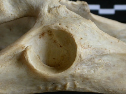 Coxal : acétabulum (10966 visites) Acinonyx jubatus - Femelle - Adulte - Élément gaucheCollection : Kabete laboratoire (Id:OM4193) - ... Coxal : acétabulum