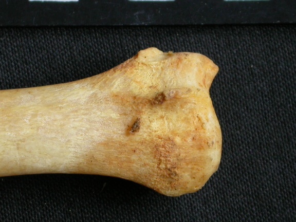Radius: distal part (7824 visits) Acinonyx jubatus - Female - Adult - Right elementCollection: Kabete laboratory (Id:OM4193) - Country... Radius: distal part