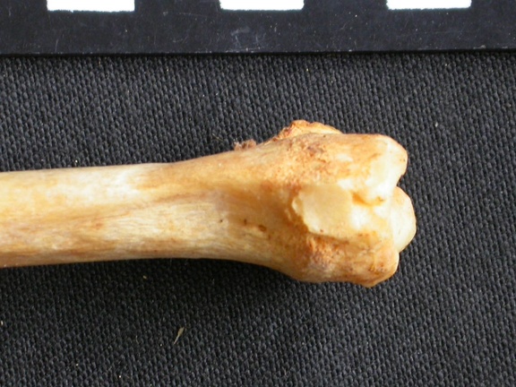 Radius: distal part (7806 visits) Acinonyx jubatus - Female - Adult - Right elementCollection: Kabete laboratory (Id:OM4193) - Country... Radius: distal part