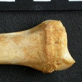 Radius: distal part (7882 visits) Acinonyx jubatus - Female - Adult - Right elementCollection: Kabete laboratory (Id:OM4193) - Country... Radius: distal part