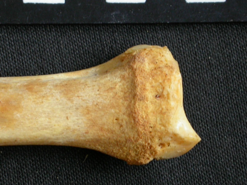 Radius : partie distale (7674 visites) Acinonyx jubatus - Femelle - Adulte - Élément droitCollection : Kabete laboratoire (Id:OM4193) - P... Radius : partie distale