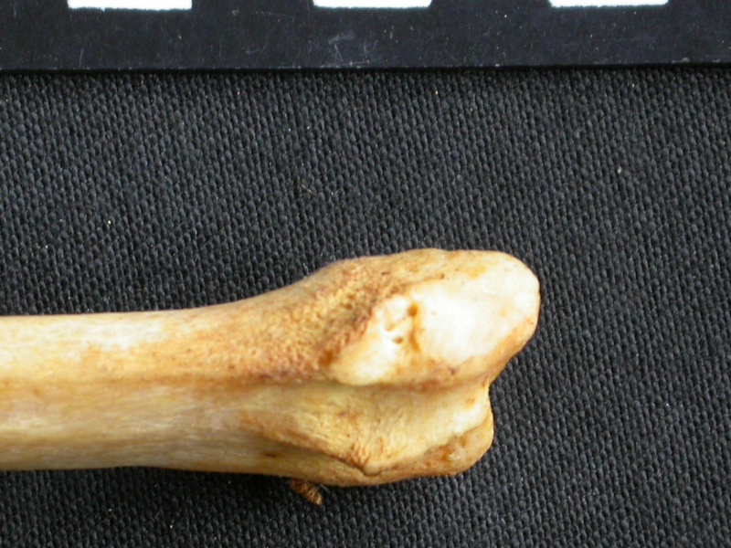 Radius : partie distale (7620 visites) Acinonyx jubatus - Femelle - Adulte - Élément droitCollection : Kabete laboratoire (Id:OM4193) - P... Radius : partie distale