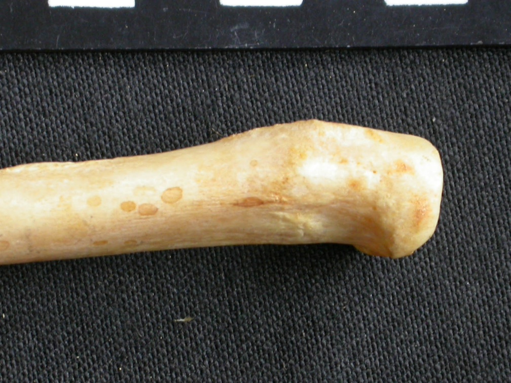 Radius : partie proximale (8192 visites) Acinonyx jubatus - Femelle - Adulte - Élément droitCollection : Kabete laboratoire (Id:OM4193) - P... Radius : partie proximale