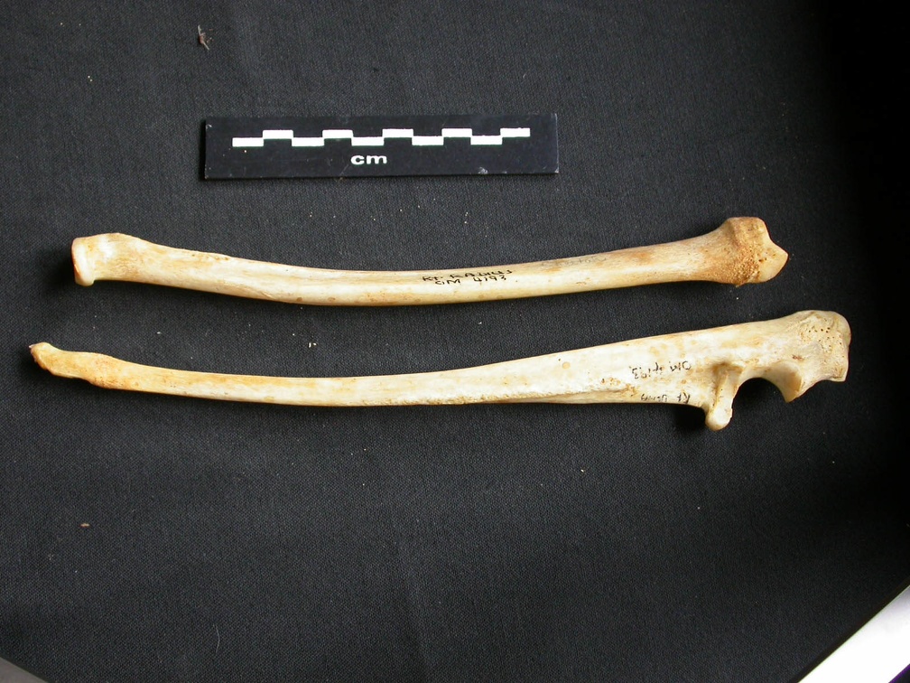 Radius et ulna (10559 visites) Acinonyx jubatus - Femelle - Adulte - Éléments droitsCollection : Kabete laboratoire (Id:OM4193) -... Radius et ulna