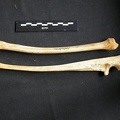 Radius and ulna (10749 visits) Acinonyx jubatus - Female - Adult - Right elementsCollection: Kabete laboratory (Id:OM4193) - Countr... Radius and ulna
