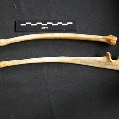 Radius et ulna (10250 visites) Acinonyx jubatus - Femelle - Adulte - Éléments droitsCollection : Kabete laboratoire (Id:OM4193) -... Radius et ulna