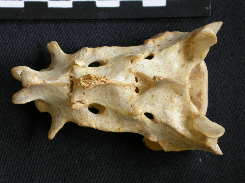 Sacrum