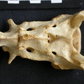 Sacrum