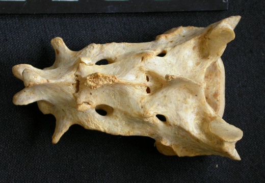 Sacrum