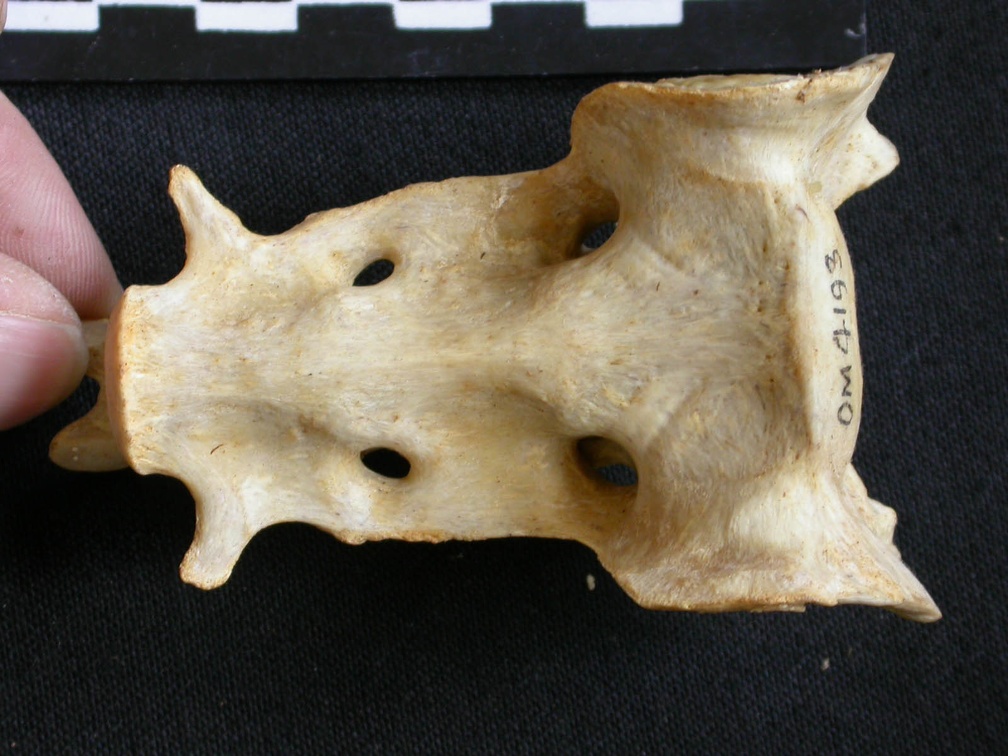 Sacrum (10989 visites) Acinonyx jubatus - Femelle - AdulteCollection : Kabete laboratoire (Id:OM4193) - Pays : Kenya
Sacrum