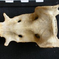 Sacrum (11060 visites) Acinonyx jubatus - Femelle - AdulteCollection : Kabete laboratoire (Id:OM4193) - Pays : Kenya
Sacrum