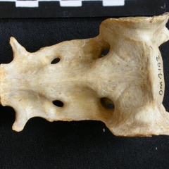 Sacrum