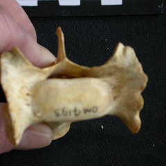 Sacrum : vue antérieure (8185 visites) Acinonyx jubatus - Femelle - AdulteCollection : Kabete laboratoire (Id:OM4193) - Pays : Kenya
Sacrum : vue antérieure