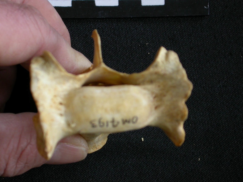 Sacrum : vue antérieure (8132 visites) Acinonyx jubatus - Femelle - AdulteCollection : Kabete laboratoire (Id:OM4193) - Pays : Kenya
Sacrum : vue antérieure
