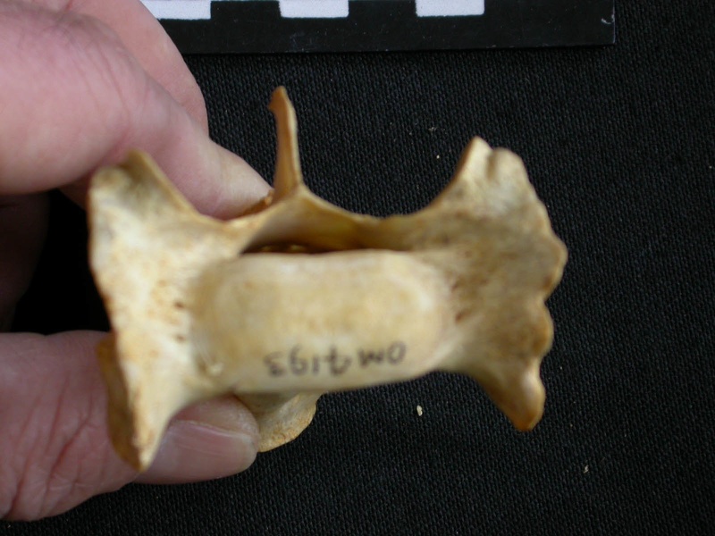 Sacrum: anterior view