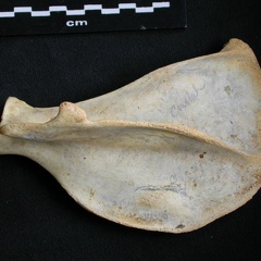 Scapula : vue latérale (8575 visites) Acinonyx jubatus - Femelle - Adulte - Élément droitCollection : Kabete laboratoire (Id:OM4193) - P... Scapula : vue latérale