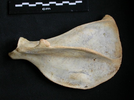 Scapula : vue latérale (8499 visites) Acinonyx jubatus - Femelle - Adulte - Élément droitCollection : Kabete laboratoire (Id:OM4193) - P... Scapula : vue latérale