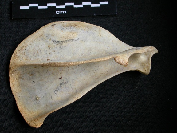 Scapula : vue latérale (7949 visites) Acinonyx jubatus - Femelle - Adulte - Élément droitCollection : Kabete laboratoire (Id:OM4193) - P... Scapula : vue latérale