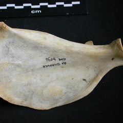 Scapula : vue médiale (8253 visites) Acinonyx jubatus - Femelle - Adulte - Élément droitCollection : Kabete laboratoire (Id:OM4193) - P... Scapula : vue médiale