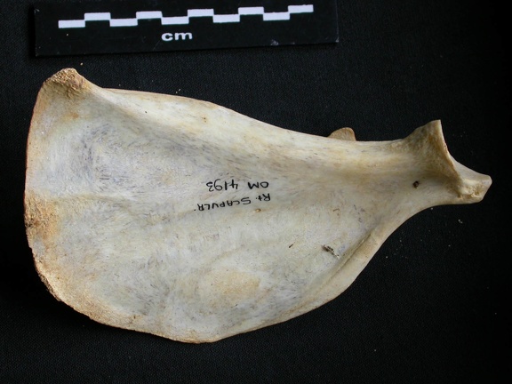 Scapula : vue médiale (8235 visites) Acinonyx jubatus - Femelle - Adulte - Élément droitCollection : Kabete laboratoire (Id:OM4193) - P... Scapula : vue médiale