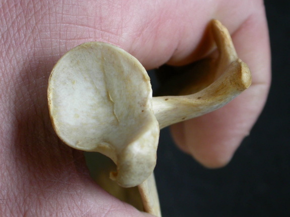 Scapula : vue ventrale