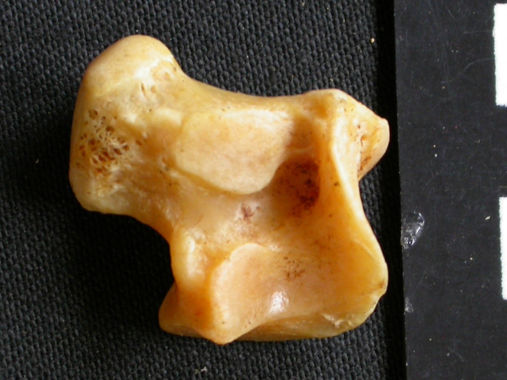Talus (10161 visites) Acinonyx jubatus - Femelle - Adulte - Élément droitCollection : Kabete laboratoire (Id:OM4193) - P... Talus